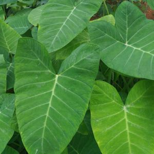 Xanthosoma sagittifolium – Elephant Ear – Yautia – Tannia – Malanga – Ape – get a quote