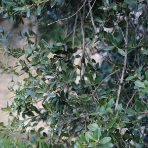 Buxus balearica – Balearic Box – Box – Boxwood – get a quote