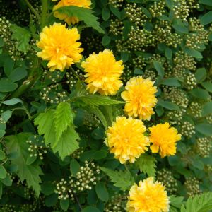 Kerria japonica ‘Pleniflora’ – Kerria japonica ‘Flore Plena’ – Japanese Rose – get a quote