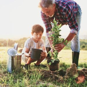 Planting Fruit Trees and Plants get a quote
