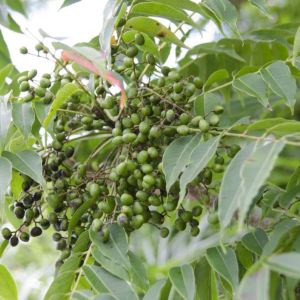 Rhus succedanea – Toxicodendron succedaneum – Wax Tree – Toxicodendron – Sumac – get a quote