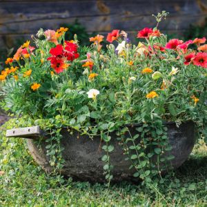 Introduction to Container Gardening get a quote