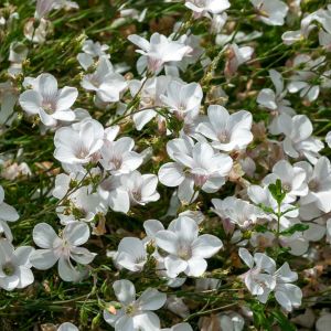 Linum suffruticosum subsp. salsoloides – Linum salsoloides – Flax – get a quote