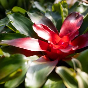 Neoregelia carolinae – Aregelia carolinae – Nidularium carolinae – Blushing Bromeliad – Heart of Flame – Aregelia – get a quote