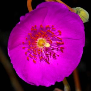 Calandrinia grandiflora – Rock Purslane – get a quote