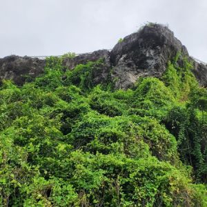 Best hillside Erosion Control Plants To Buy get a quote