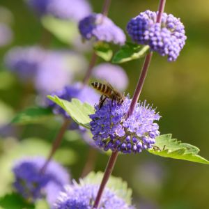 Caryopteris incana – Caryopteris mastacanthus – Bluebeard – get a quote