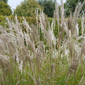 Miscanthus sinensis ‘Kleine Silberspinne’  – Eulalia Grass get a quote