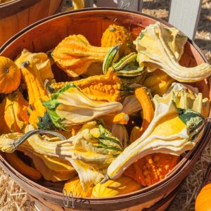 Autumn Wing Gourds get a quote