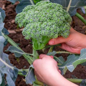 Growing Broccoli get a quote