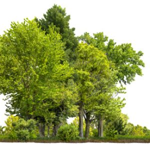 Introduction to trees get a quote