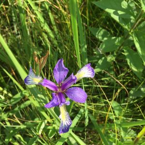 Iris prismatica get a quote