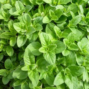 Growing Oregano get a quote