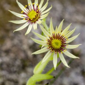 Sempervivum grandiflorum – Hens and Chicks – Lliveforever – Houseleek – get a quote