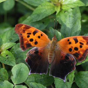 Polygonia interrogationis get a quote