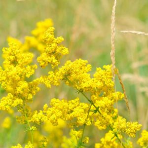 Galium verum – Lady’s Bedstraw – Bedstraw – get a quote