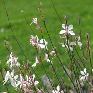 Gaura lindheimeri ‘Whirling Butterflies’ – White Gaura – get a quote