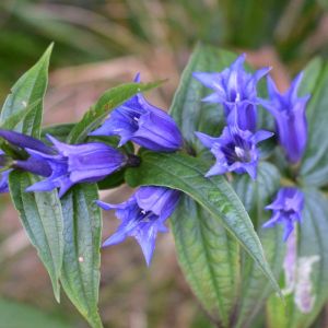 Gentiana asclepiadea var. abla – Willow Gentian – Gentian – get a quote