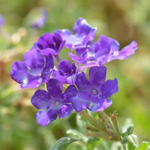 Browallia speciosa – Bush Violet – Sapphire Flower – Amethyst Violet – Bush Violet – get a quote