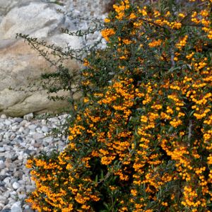 Pyracantha ‘Golden Charmer’ – Firethorn – get a quote
