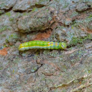 Variable Oakleaf Caterpillar – Heterocampa manteo get a quote