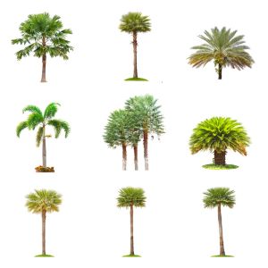 Introduction to Palms and cycads get a quote