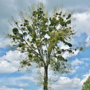 Leafy Mistletoe get a quote