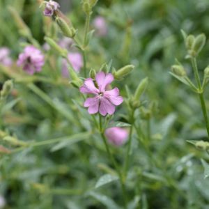 Saponaria caespitosa – Soapwort – get a quote