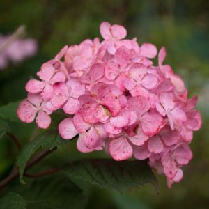 Hydrangea ‘Preziosa’ – Hydrangea macrophylla ‘Preziosa’ – Hydrangea serrata ‘Preziosa’ – get a quote