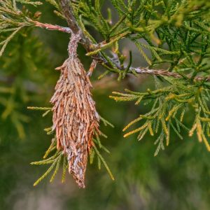 Bagworm – Thyridopteryx ephemeraeformis get a quote