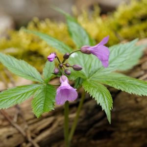 Cardamine pentaphyllos – Dentaria digitata – Dentaria pentaphyllos – Bittercress – get a quote