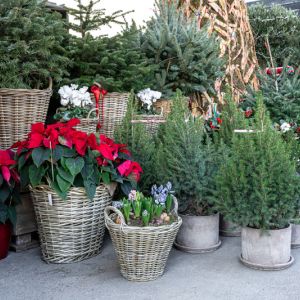 X-Mas Decoration Accessories get a quote