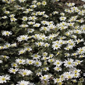 Anemone blanda ‘White Splendour’ – Grecian Windflower – Windflower get a quote