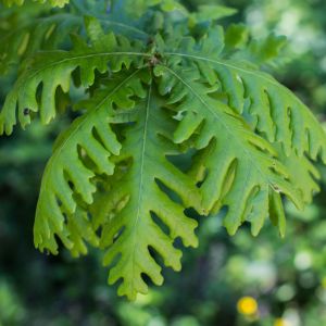 Quercus frainetto – Quercus conferta – Hungarian Oak – Italian Oak – Farnetto – Oak – get a quote
