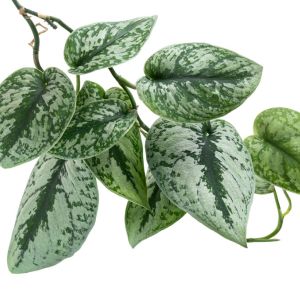 Philodendron Silver Satin get a quote