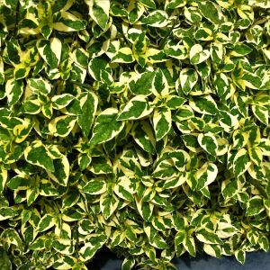 Abelia x grand. ‘Hopley’s’ – Twist of LIme Abelia – get a quote