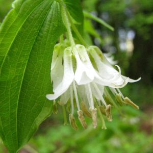 Disporum hookeri – Prosartes – Fairy Bells – get a quote
