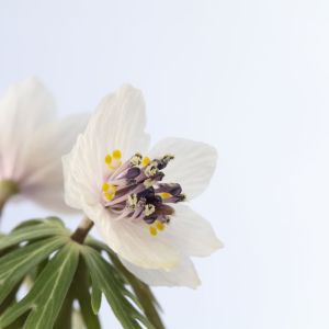 Eranthis pinnatifida – Eranthis keiskei – Winter Aconite – get a quote