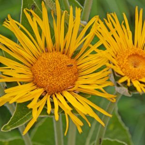 Inula magnifica – Inula afghanica of gardens – get a quote