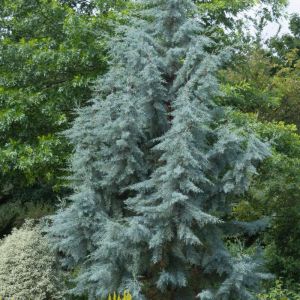 Cupressus arizonica ‘Blue Ice’ – Arizona Cypress – Rough-barked Arizona Cypress – Cypress – get a quote