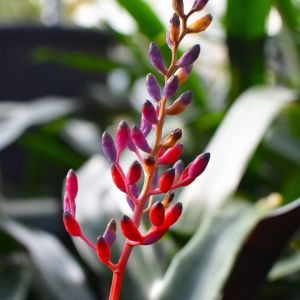 Aechmea weilbachii -bromeliad get a quote
