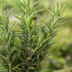 Growing Rosemary get a quote