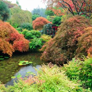 A deeper look at Japanese maples get a quote