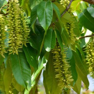 Pterocarya stenoptera – Chinese Wingnut – Wingnut – get a quote