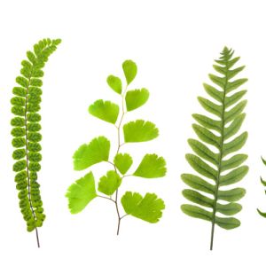 Introduction of fern get a quote