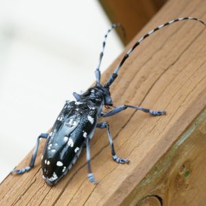 Asian Longhorned Beetle – Anolplohora glabripennis get a quote