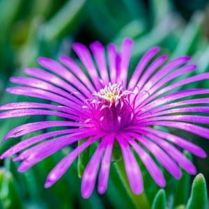 Delosperma ‘Cooperi’ – Iceplant – get a quote