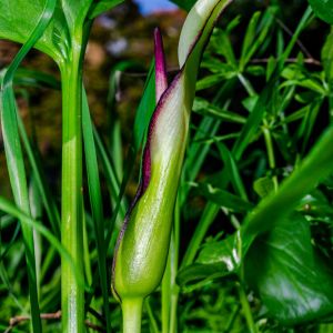 Arum hygrophilum – Lords and Ladies get a quote