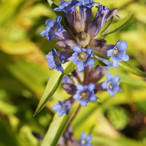 Gentiana dahurica – Gentian – get a quote
