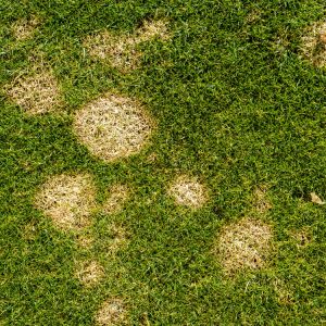 Fusarium Blight get a quote